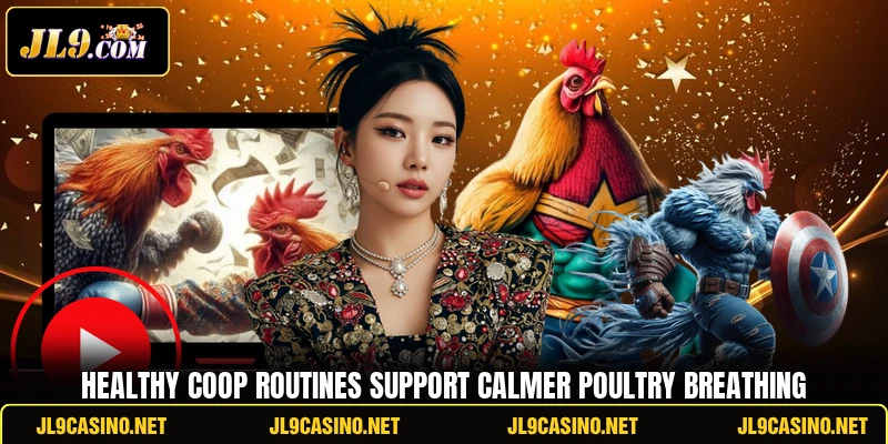 Healthy coop routines support calmer poultry breathing Healthy coop routines support calmer poultry breathing