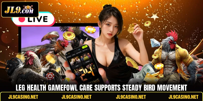 Leg health gamefowl care supports steady bird movement